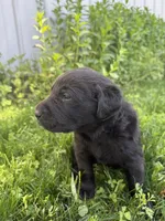 Pedro, a male Labrador Retriever for sale in Grabill, IN – 6 of 7