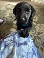 River, a male Labrador Retriever for sale in Grabill, IN – 2 of 3