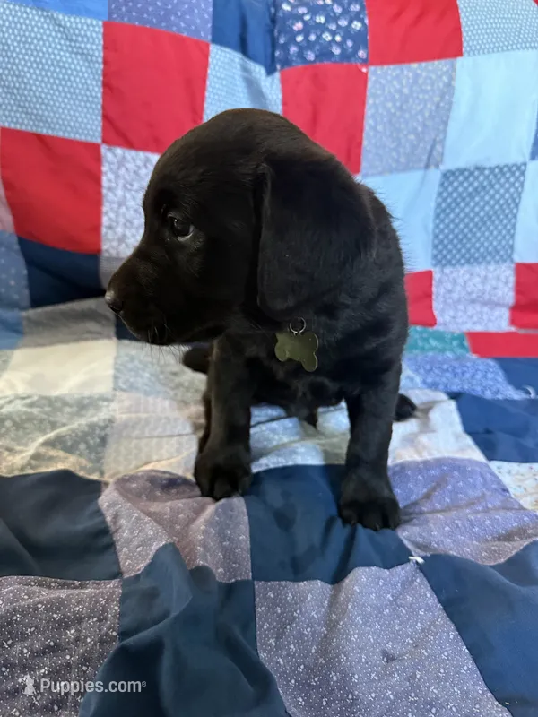 Goose – Labrador Retriever puppy for sale in Grabill, IN