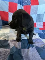 Goose, a male Labrador Retriever for sale in Grabill, IN – 1 of 2