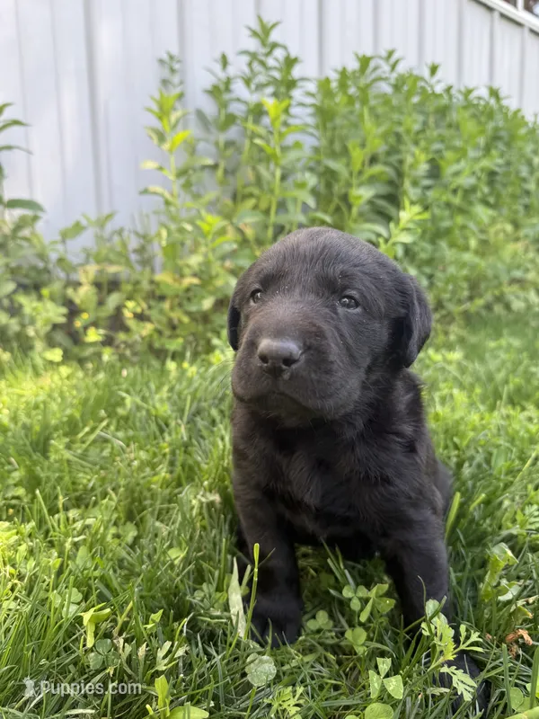 Pedro – Labrador Retriever puppy for sale in Grabill, IN
