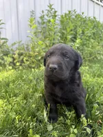 Pedro, a male Labrador Retriever for sale in Grabill, IN – 2 of 7