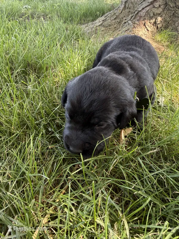Goose – Labrador Retriever puppy for sale in Grabill, IN