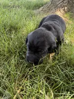 Goose, a male Labrador Retriever for sale in Grabill, IN – 1 of 4