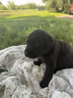Bailey , a female Labrador Retriever for sale in Grabill, IN – 2 of 5