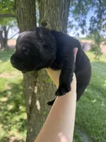 River, a male Labrador Retriever for sale in Grabill, IN – 2 of 4