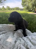 Lady, a female Labrador Retriever for sale in Grabill, IN – 5 of 6