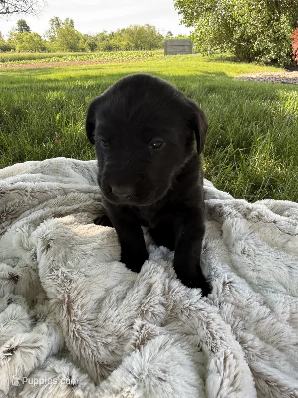 Lady – Labrador Retriever puppy for sale in Grabill, IN