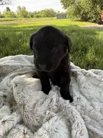 Lady, a female Labrador Retriever for sale in Grabill, IN – 4 of 6