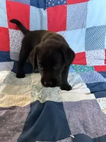 Bailey , a female Labrador Retriever for sale in Grabill, IN – 2 of 4