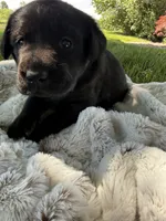 Nova, a female Labrador Retriever for sale in Grabill, IN – 4 of 6