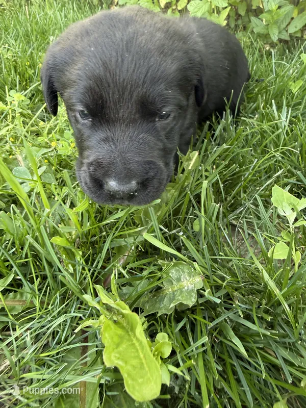 Tank – Labrador Retriever puppy for sale in Grabill, IN