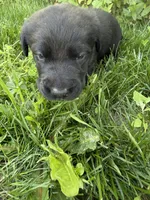 Tank, a male Labrador Retriever for sale in Grabill, IN – 3 of 6