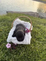Lady, a female Labrador Retriever for sale in Grabill, IN – 4 of 4