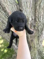 Tank, a male Labrador Retriever for sale in Grabill, IN – 3 of 4