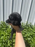 Hunter, a male Labrador Retriever for sale in Grabill, IN – 2 of 4