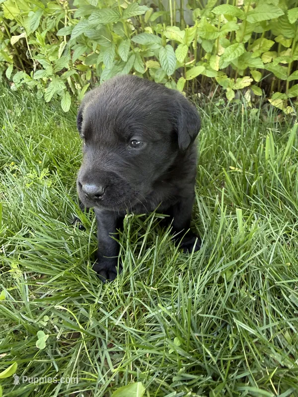 Tank – Labrador Retriever puppy for sale in Grabill, IN