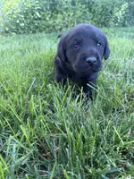 River , a male Labrador Retriever for sale in Grabill, IN – 3 of 5