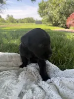 Lady, a female Labrador Retriever for sale in Grabill, IN – 1 of 6