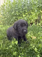 Hunter, a male Labrador Retriever for sale in Grabill, IN – 2 of 5