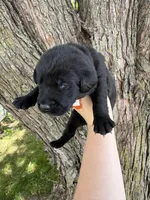 Tank, a male Labrador Retriever for sale in Grabill, IN – 4 of 4
