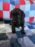 Goose, a male Labrador Retriever for sale in Grabill, IN – 2 of 2