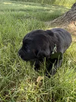 Goose, a male Labrador Retriever for sale in Grabill, IN – 3 of 4