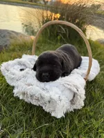 Nova, a female Labrador Retriever for sale in Grabill, IN – 3 of 4