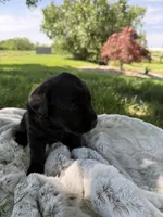 Nova, a female Labrador Retriever for sale in Grabill, IN – 3 of 6