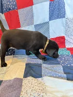 Lady, a female Labrador Retriever for sale in Grabill, IN – 5 of 5