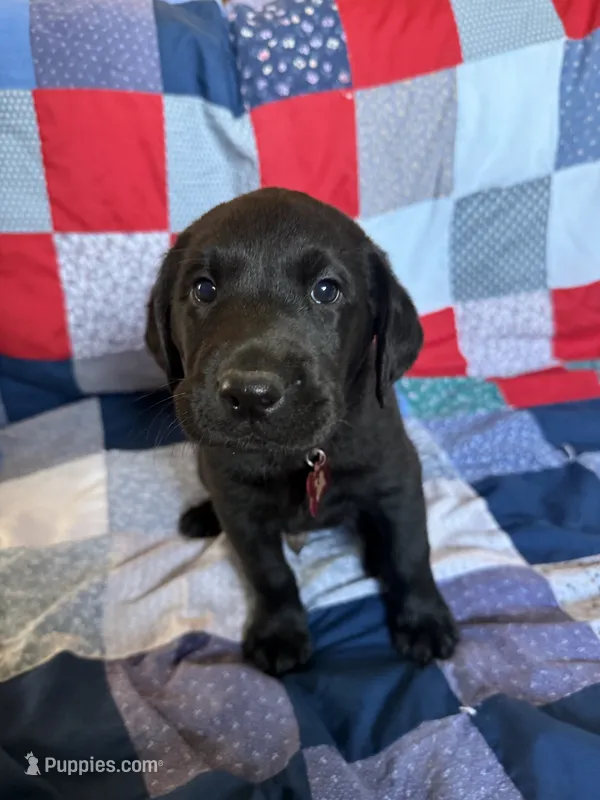 Pedro – Labrador Retriever puppy on hold in Grabill, IN
