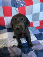 Pedro, a male Labrador Retriever for sale in Grabill, IN – 1 of 4