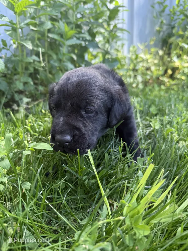 Goose – Labrador Retriever puppy for sale in Grabill, IN