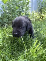 Goose, a male Labrador Retriever for sale in Grabill, IN – 1 of 6