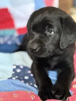 Hunter, a male Labrador Retriever for sale in Grabill, IN – 2 of 3