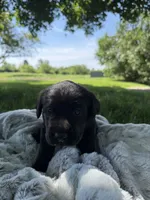 Nova, a female Labrador Retriever for sale in Grabill, IN – 2 of 6