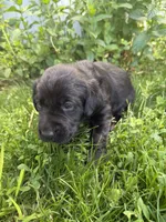 Goose, a male Labrador Retriever for sale in Grabill, IN – 2 of 6