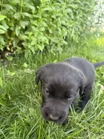 Tank, a male Labrador Retriever for sale in Grabill, IN – 2 of 6