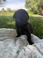 Lady, a female Labrador Retriever for sale in Grabill, IN – 3 of 6