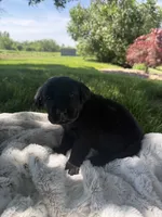 Bailey , a female Labrador Retriever for sale in Grabill, IN – 1 of 5