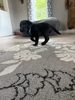 River, a male Labrador Retriever for sale in Grabill, IN – 3 of 3