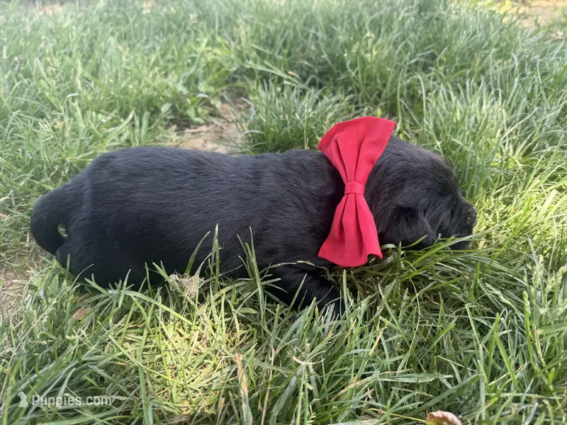 Pedro – Labrador Retriever puppy for sale in Grabill, IN