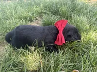 Pedro, a male Labrador Retriever for sale in Grabill, IN – 1 of 4