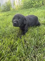 River , a male Labrador Retriever for sale in Grabill, IN – 5 of 5