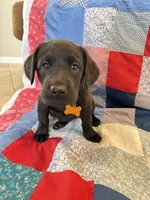Lady, a female Labrador Retriever for sale in Grabill, IN – 4 of 5