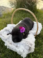 Nova, a female Labrador Retriever for sale in Grabill, IN – 4 of 4