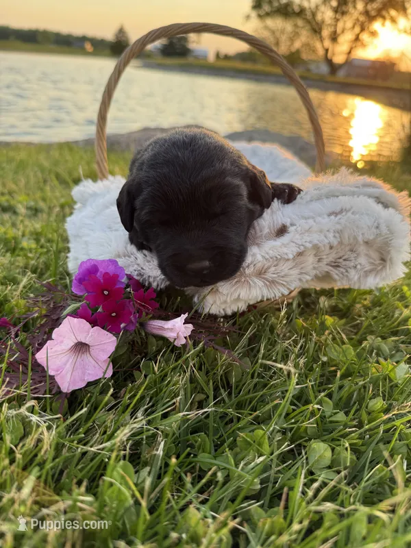 Bailey  – Labrador Retriever puppy for sale in Grabill, IN