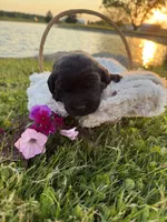 Bailey , a female Labrador Retriever for sale in Grabill, IN – 1 of 4
