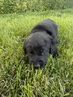 River , a male Labrador Retriever for sale in Grabill, IN – 4 of 5