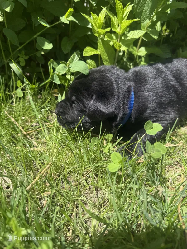 Hunter – Labrador Retriever puppy for sale in Grabill, IN